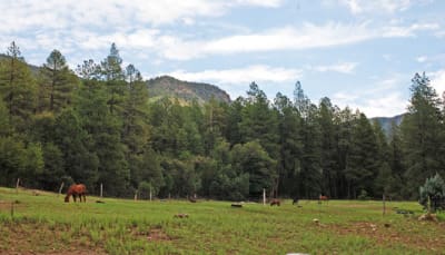 ranch-horses-in-meadow